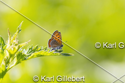 Karl-Gillebert-Cuivre-de-la-bistorte-Lycaena-helle-0674-DeNoiseAI-clear