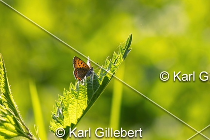 Karl-Gillebert-Cuivre-de-la-bistorte-Lycaena-helle-0686-DeNoiseAI-clear