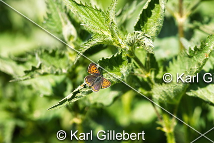 Karl-Gillebert-Cuivre-de-la-bistorte-Lycaena-helle-0693-DeNoiseAI-clear