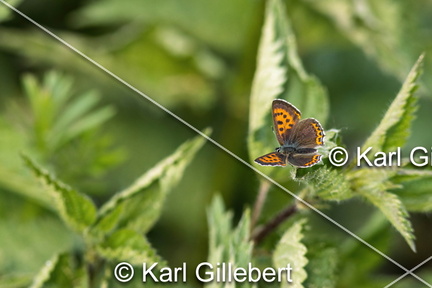 Karl-Gillebert-Cuivre-de-la-bistorte-Lycaena-helle-0713-DeNoiseAI-clear
