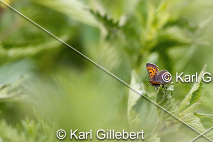 Karl-Gillebert-Cuivre-de-la-bistorte-Lycaena-helle-0718-DeNoiseAI-clear