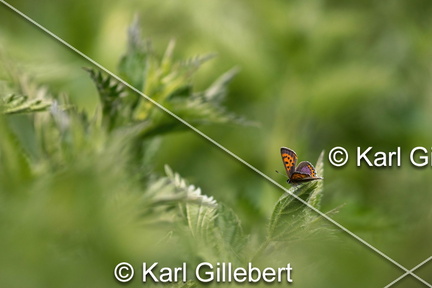 Karl-Gillebert-Cuivre-de-la-bistorte-Lycaena-helle-0734-DeNoiseAI-clear
