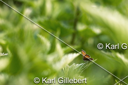 Karl-Gillebert-Cuivre-de-la-bistorte-Lycaena-helle-0755-DeNoiseAI-clear