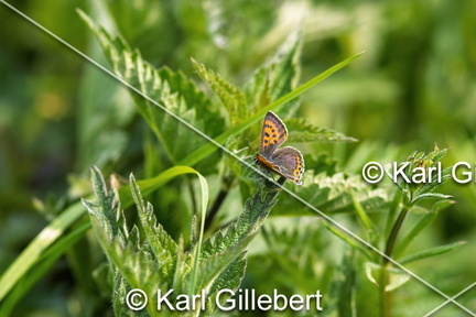 Karl-Gillebert-Cuivre-de-la-bistorte-Lycaena-helle-0768-DeNoiseAI-clear