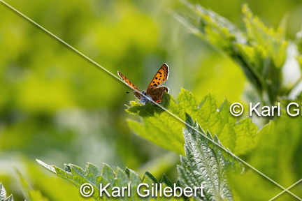 Karl-Gillebert-Cuivre-de-la-bistorte-Lycaena-helle-0772-DeNoiseAI-clear