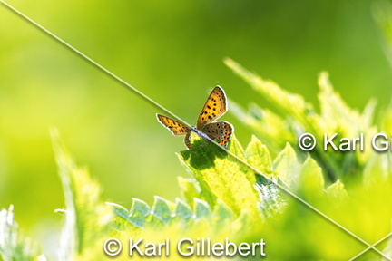 karl-gillebert-Cuivre-de-la-bistorte-Lycaena-helle-0784-DeNoiseAI-clear