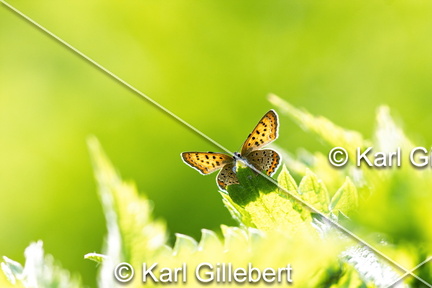 karl-gillebert-Cuivre-de-la-bistorte-Lycaena-helle-0799-DeNoiseAI-clear