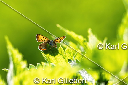Karl-Gillebert-Cuivre-de-la-bistorte-Lycaena-helle-0824-DeNoiseAI-clear