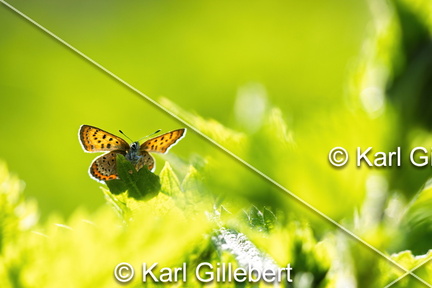 karl-gillebert-Cuivre-de-la-bistorte-Lycaena-helle-0837-DeNoiseAI-clear