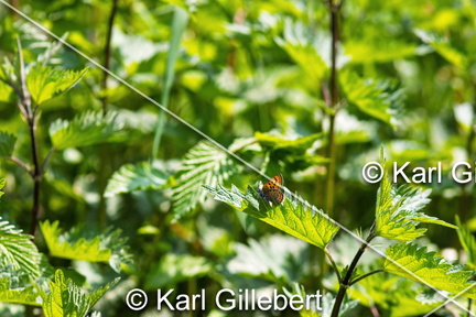 Karl-Gillebert-Cuivre-de-la-bistorte-Lycaena-helle-0493-DeNoiseAI-clear