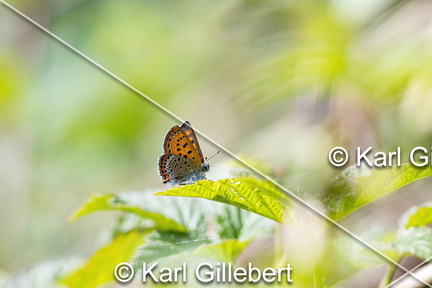 Karl-Gillebert-Cuivre-de-la-bistorte-Lycaena-helle-0553-DeNoiseAI-clear