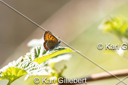 Karl-Gillebert-Cuivre-de-la-bistorte-Lycaena-helle-0572-DeNoiseAI-clear