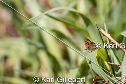 Karl-Gillebert-Cuivre-de-la-bistorte-Lycaena-helle-0590-DeNoiseAI-clear