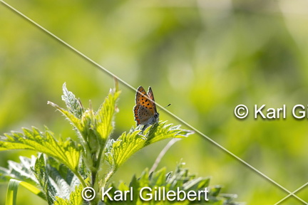 Karl-Gillebert-Cuivre-de-la-bistorte-Lycaena-helle-0604-DeNoiseAI-clear