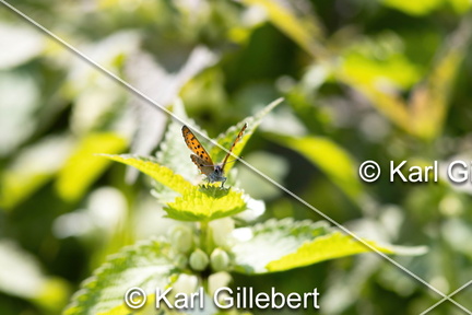 Karl-Gillebert-Cuivre-de-la-bistorte-Lycaena-helle-0616-DeNoiseAI-clear
