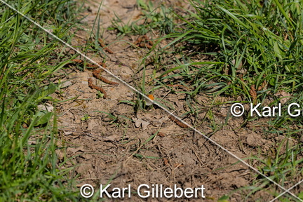 karl-gillebert-procris-coenonympha-pamphilus-2540-DeNoiseAI-clear