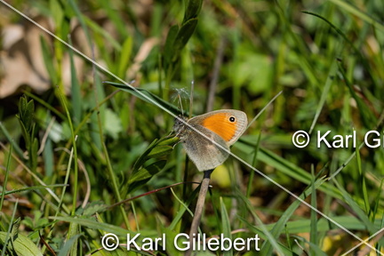 karl-gillebert-procris-coenonympha-pamphilus-2552-DeNoiseAI-clear
