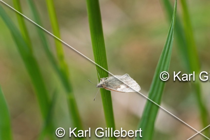 karl-gillebert-procris-coenonympha-pamphilus-4900-DeNoiseAI-clear