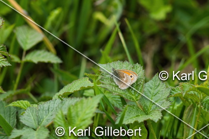 karl-gillebert-procris-coenonympha-pamphilus-4980-DeNoiseAI-clear