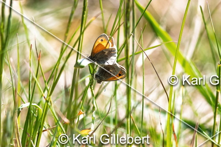 karl-gillebert-procris-coenonympha-pamphilus-5206-DeNoiseAI-clear