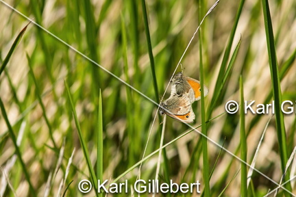 karl-gillebert-procris-coenonympha-pamphilus-5264-DeNoiseAI-clear