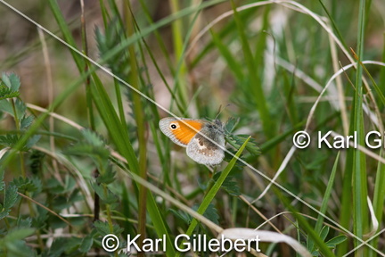 karl-gillebert-procris-coenonympha-pamphilus-6850-DeNoiseAI-clear