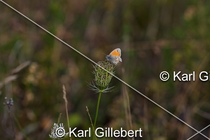 karl-gillebert-procris-coenonympha-pamphilus-7286-DeNoiseAI-clear