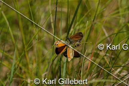 karl-gillebert-procris-coenonympha-pamphilus-7342-DeNoiseAI-clear