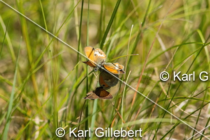 karl-gillebert-procris-coenonympha-pamphilus-7347-DeNoiseAI-clear
