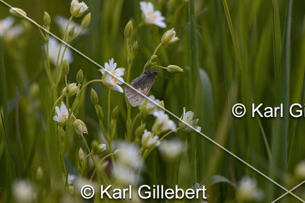 Karl-Gillebert-procris-coenonympha-pamphilus-7454-DeNoiseAI-standard