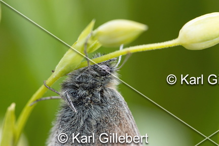 Karl-Gillebert-procris-coenonympha-pamphilus-7471-DeNoiseAI-standard
