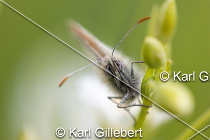 Karl-Gillebert-procris-coenonympha-pamphilus-7520-DeNoiseAI-standard