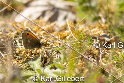 Karl-Gillebert-procris-coenonympha-pamphilus-7884-DeNoiseAI-standard