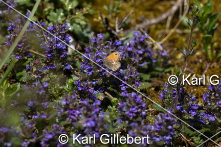 Karl-Gillebert-procris-coenonympha-pamphilus-8973-DeNoiseAI-clear