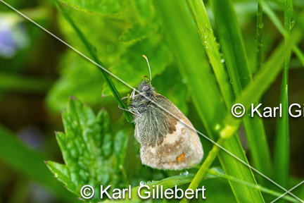 karl-gillebert-procris-coenonympha-pamphilus-9408-DeNoiseAI-clear