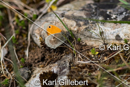 karl-gillebert-procris-coenonympha-pamphilus-0861-DeNoiseAI-clear