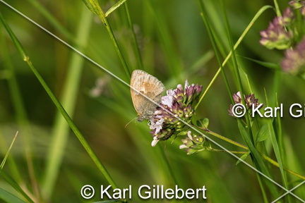 karl-gillebert-procris-coenonympha-pamphilus-1046-DeNoiseAI-clear