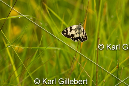 karl-gillebert-demi-deuil-Melanargia-galathea-6902