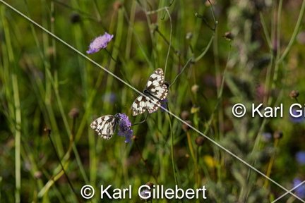 karl-gillebert-demi-deuil-Melanargia-galathea-6348