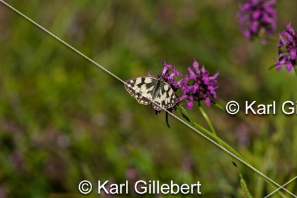 karl-gillebert-demi-deuil-Melanargia-galathea-6382