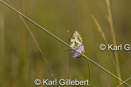 karl-gillebert-demi-deuil-Melanargia-galathea-6413