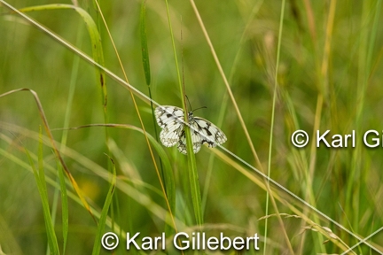 karl-gillebert-demi-deuil-Melanargia-galathea-8267