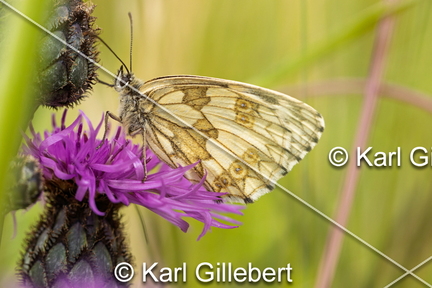 karl-gillebert-demi-deuil-Melanargia-galathea-8374