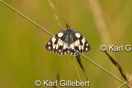 karl-gillebert-demi-deuil-Melanargia-galathea-6905