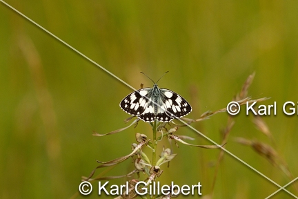 karl-gillebert-demi-deuil-Melanargia-galathea-6915