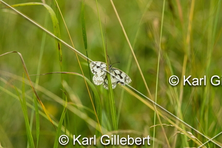 karl-gillebert-demi-deuil-Melanargia-galathea-8267
