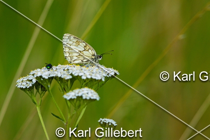 karl-gillebert-demi-deuil-Melanargia-galathea-8724