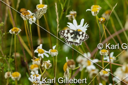 karl-gillebert-demi-deuil-Melanargia-galathea-8666