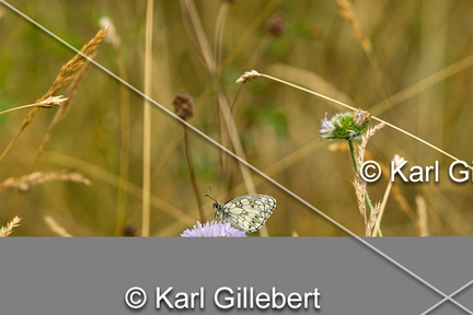 karl-gillebert-demi-deuil-Melanargia-galathea-9578