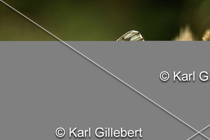 karl-gillebert-demi-deuil-Melanargia-galathea-1253